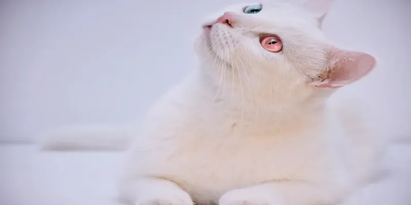 Albino Kediler Genetik Sırları Bakımı ve Renk Fenomeni
