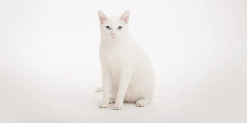 Albino Kediler Genetik Sırları Bakımı ve Renk Fenomeni - 5