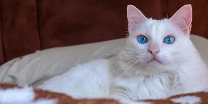 Albino Kediler Genetik Sırları Bakımı ve Renk Fenomeni - 6