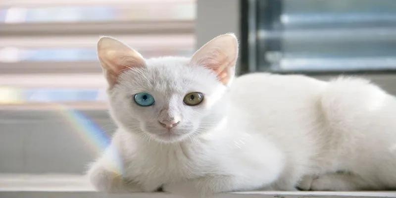 Albino Kediler Genetik Sırları Bakımı ve Renk Fenomeni - 4