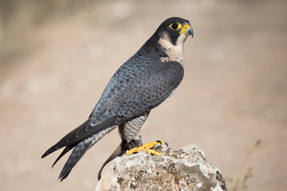 Gökdoğan Peregrine Falcon Doğanın Hızı ve Zarafeti