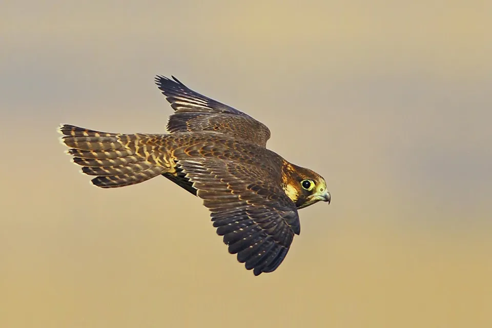 Gökdoğan Peregrine Falcon Doğanın Hızı ve Zarafeti - 4