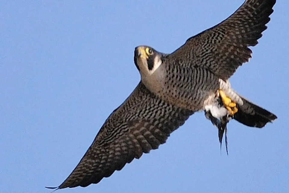 Gökdoğan Peregrine Falcon Doğanın Hızı ve Zarafeti - 8