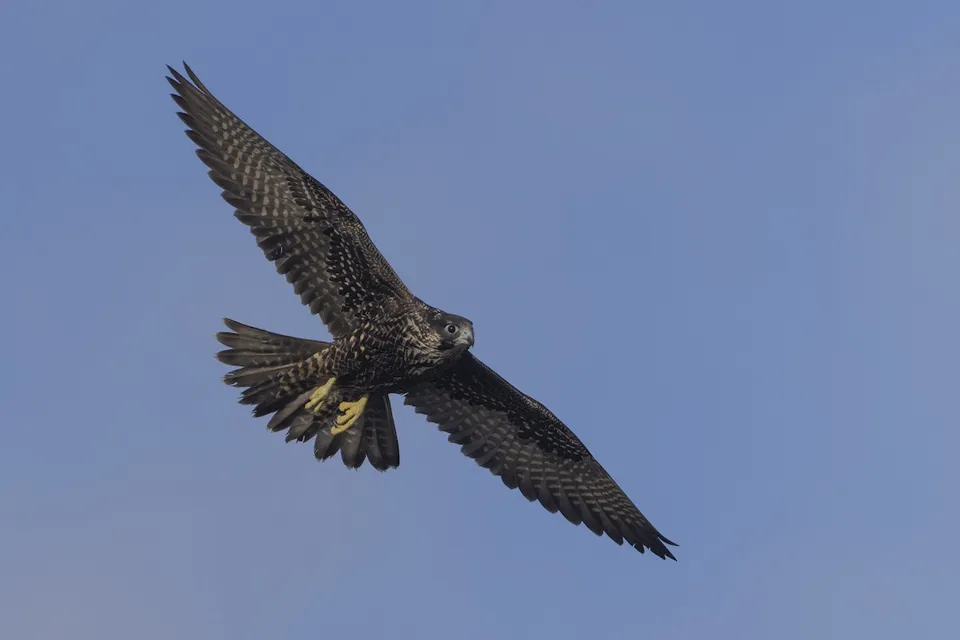 Gökdoğan Peregrine Falcon Doğanın Hızı ve Zarafeti - 3