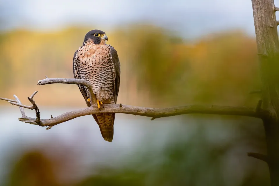 Gökdoğan Peregrine Falcon Doğanın Hızı ve Zarafeti - 6