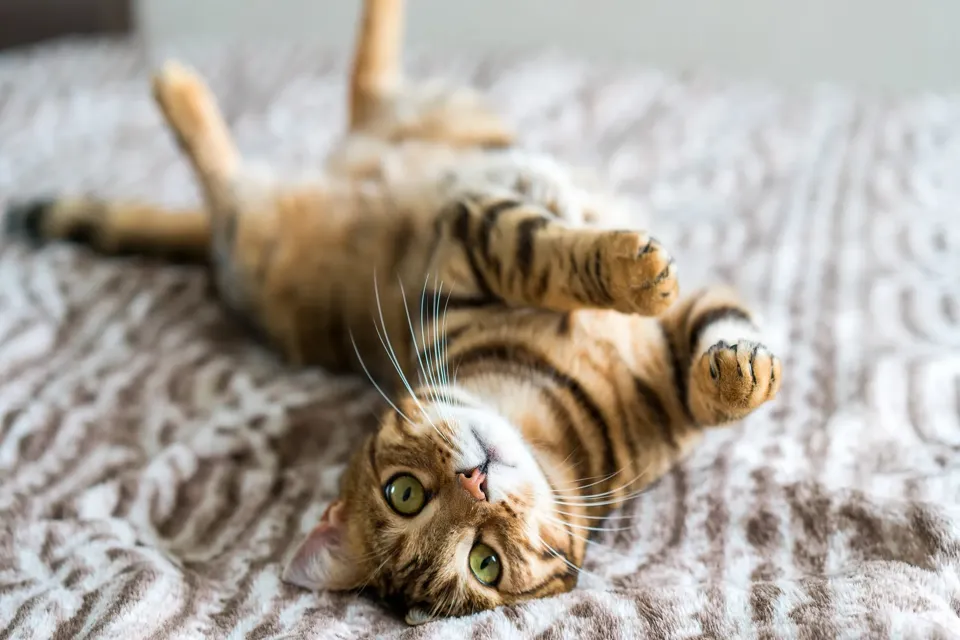Kedi Tüyü Yutma Sindirim Sistemi ve Sağlık Etkileri - 10