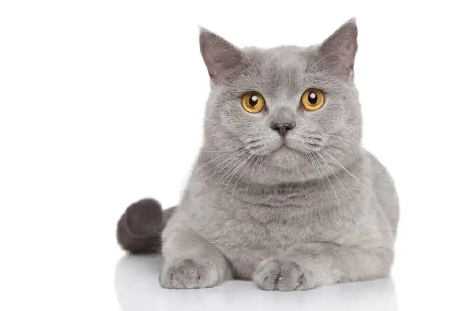 Kedi Tüyü Yutma Sindirim Sistemi ve Sağlık Etkileri - 3