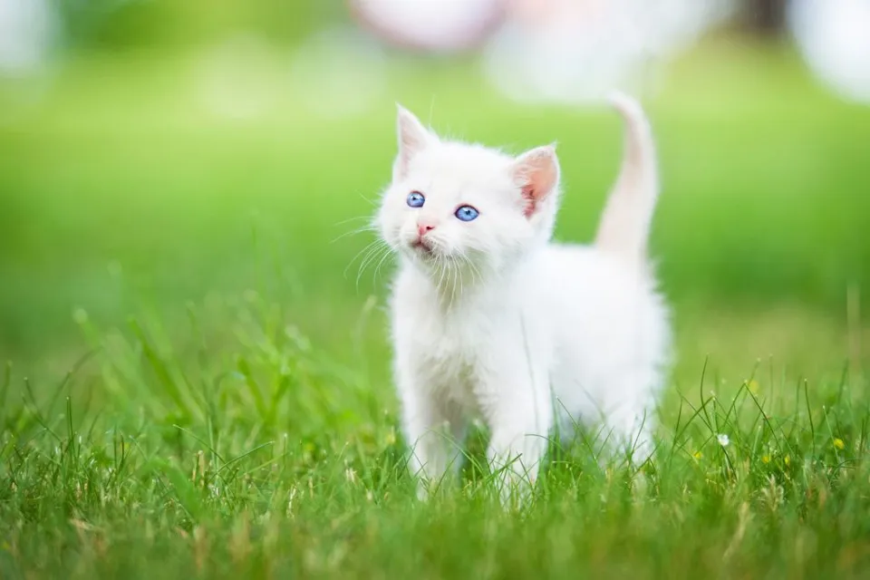 Kedi Tüyü Yutma Sindirim Sistemi ve Sağlık Etkileri - 5