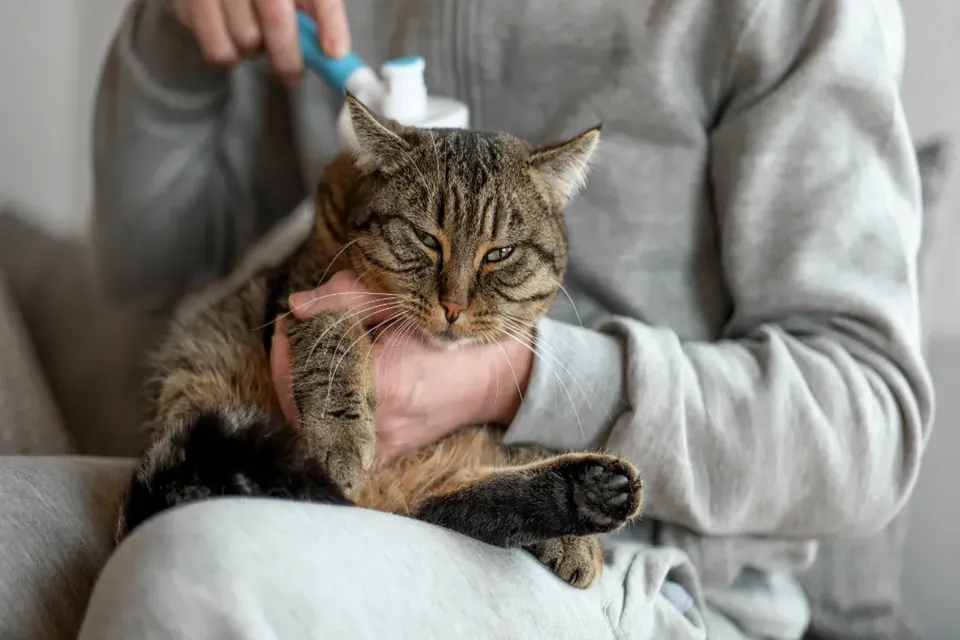 Kedi Tüyü Yutma Sindirim Sistemi ve Sağlık Etkileri - 8