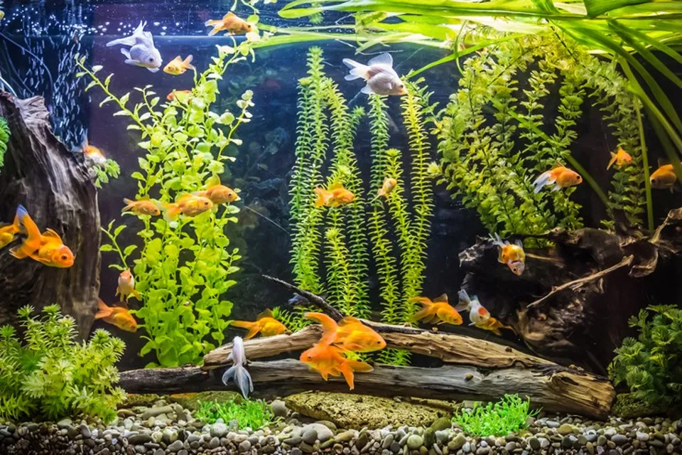 Mükemmel Evcil Hayvan Seçimi Kedi ve Dost Bakım İpuçları - 7